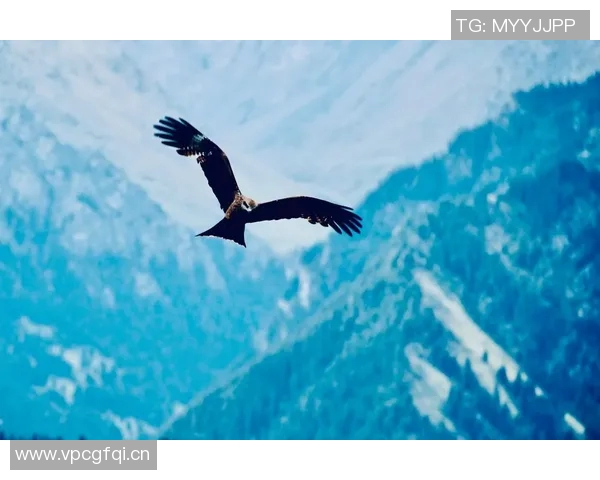 半岛都市报：新疆男篮状态平平今晚雄鹰力争首次突破天山高峰